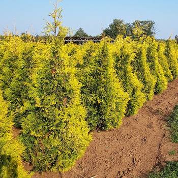 Туя западная ‘Yellow Ribbon’ (Thuja occidentalis ‘Yellow Ribbon’)